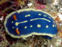 Hypselodoris festiva