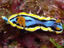 Chromodoris annae