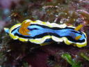 Chromodoris annae