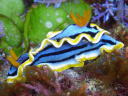 Chromodoris annae