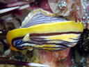 Chromodoris sp. 3