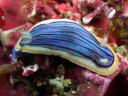 Chromodoris sp. 3