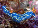 Hypselodoris festiva