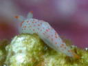 Gymnodoris alba