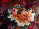 Glossodoris cincta