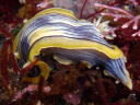 Chromodoris sp. 3