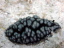 Phyllidiella pustulosa