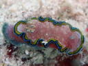 Glossodoris cincta