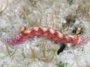 Hypselodoris maculosa