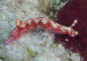 Hypselodoris maculosa