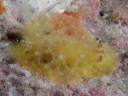 Sclerodoris sp. 1