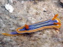 Chromodoris colemani