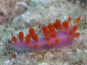 Flabellina rubropurpurata