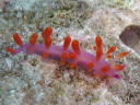 Flabellina rubropurpurata