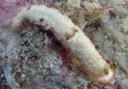 Dermatobranchus fasciatus