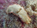 Dermatobranchus fasciatus