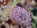 Pleurobranchus peroni