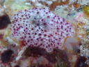 Pleurobranchus peroni