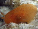 Pleurobranchus peroni