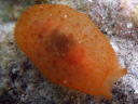 Pleurobranchus peroni