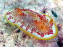 Goniobranchus sp. 1