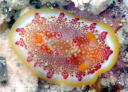 Goniobranchus sp. 1