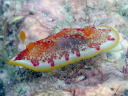 Goniobranchus sp. 1