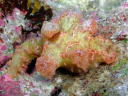 Ceratosoma moloch