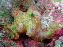 Ceratosoma moloch