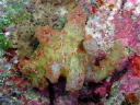 Ceratosoma moloch