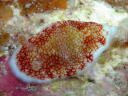 Goniobranchus reticulatus