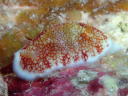 Goniobranchus reticulatus