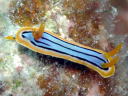 Chromodoris elisabethina