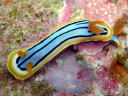 Chromodoris colemani