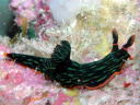 Nembrotha kubaryana