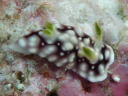 Goniobranchus geometrica