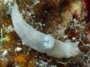 Gymnodoris sp. 1