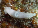 Gymnodoris sp. 1