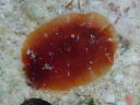 Dolabrifera dolabrifera