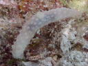 Gymnodoris tuberculosa