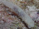 Gymnodoris tuberculosa