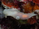 Gymnodoris sp. 1