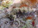 Plakobranchus ocellatus