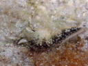 Plakobranchus ocellatus