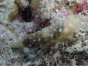 Gymnodoris okinawae