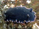 Dendrodoris fumata