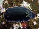 Dendrodoris fumata