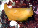 Gymnodoris citrina