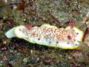 Goniobranchus tinctoria