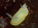 Diaphorodoris mitsuii